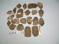 藏品(鱉甲)的圖片